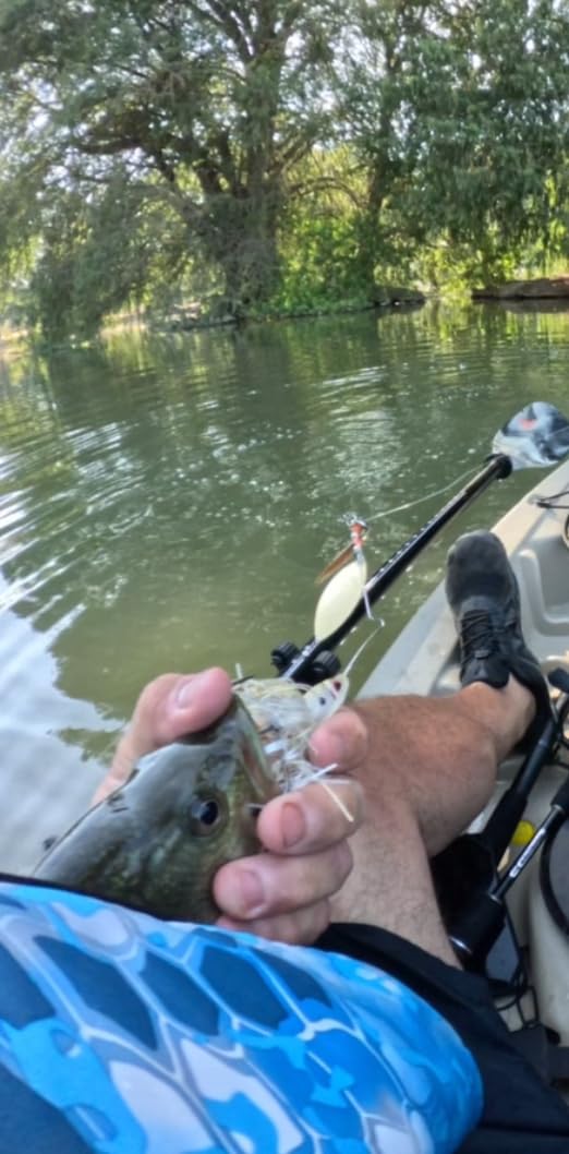 Strike King Premier Plus Spinnerbait,Golden Shiner - Customer Photo 1