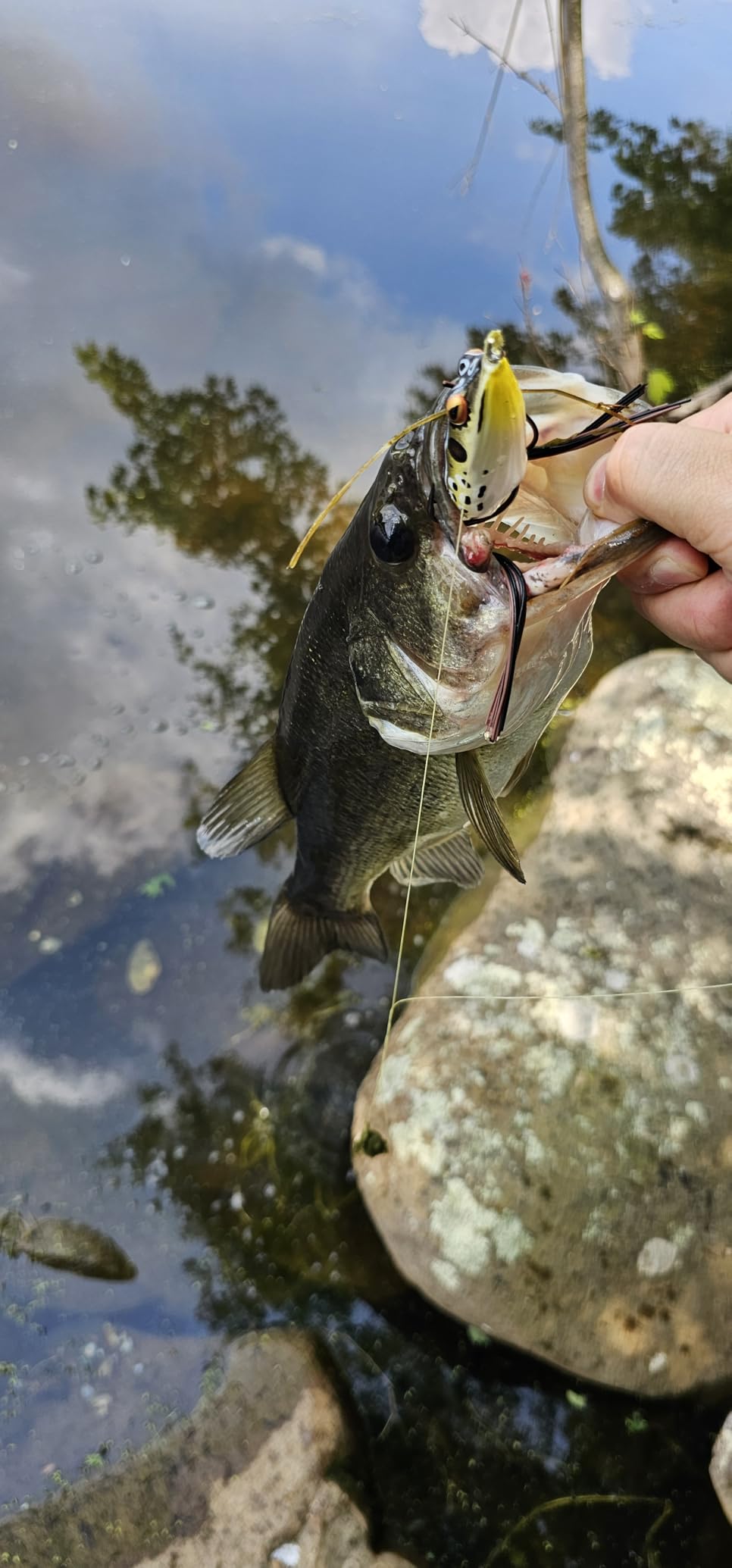 BOOYAH Pad Crasher Topwater Bass Fishing Hollow Body Frog Lure with Weedless Hooks Customer Review BOOYAH Pad Crasher Topwater Bass Fishing Hollow Body Frog Lure with Weedless Hooks - Customer Photo 1