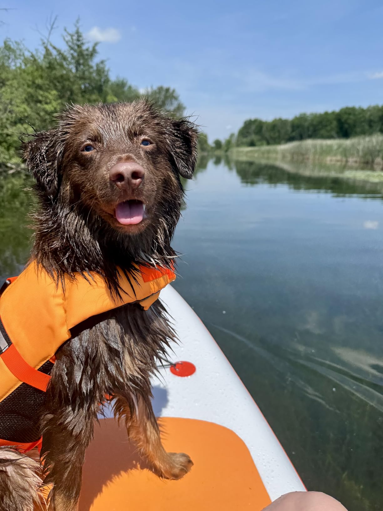 VIVAGLORY Rip Stop Dog Life Vest, Swimming Vest with Handle, Buoyancy for Doggy Puppy, Dog Life Jacket for Swimming & Boating, M, Bright Yellow - Customer Photo 1