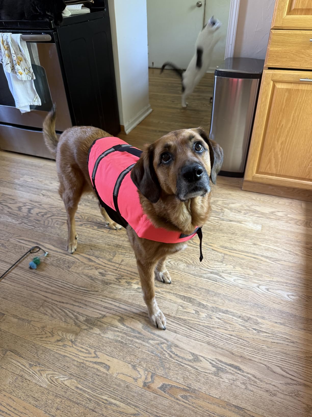 VIVAGLORY Rip Stop Dog Life Vest, Swimming Vest with Handle, Buoyancy for Doggy Puppy, Dog Life Jacket for Swimming & Boating, M, Bright Yellow - Customer Photo 2