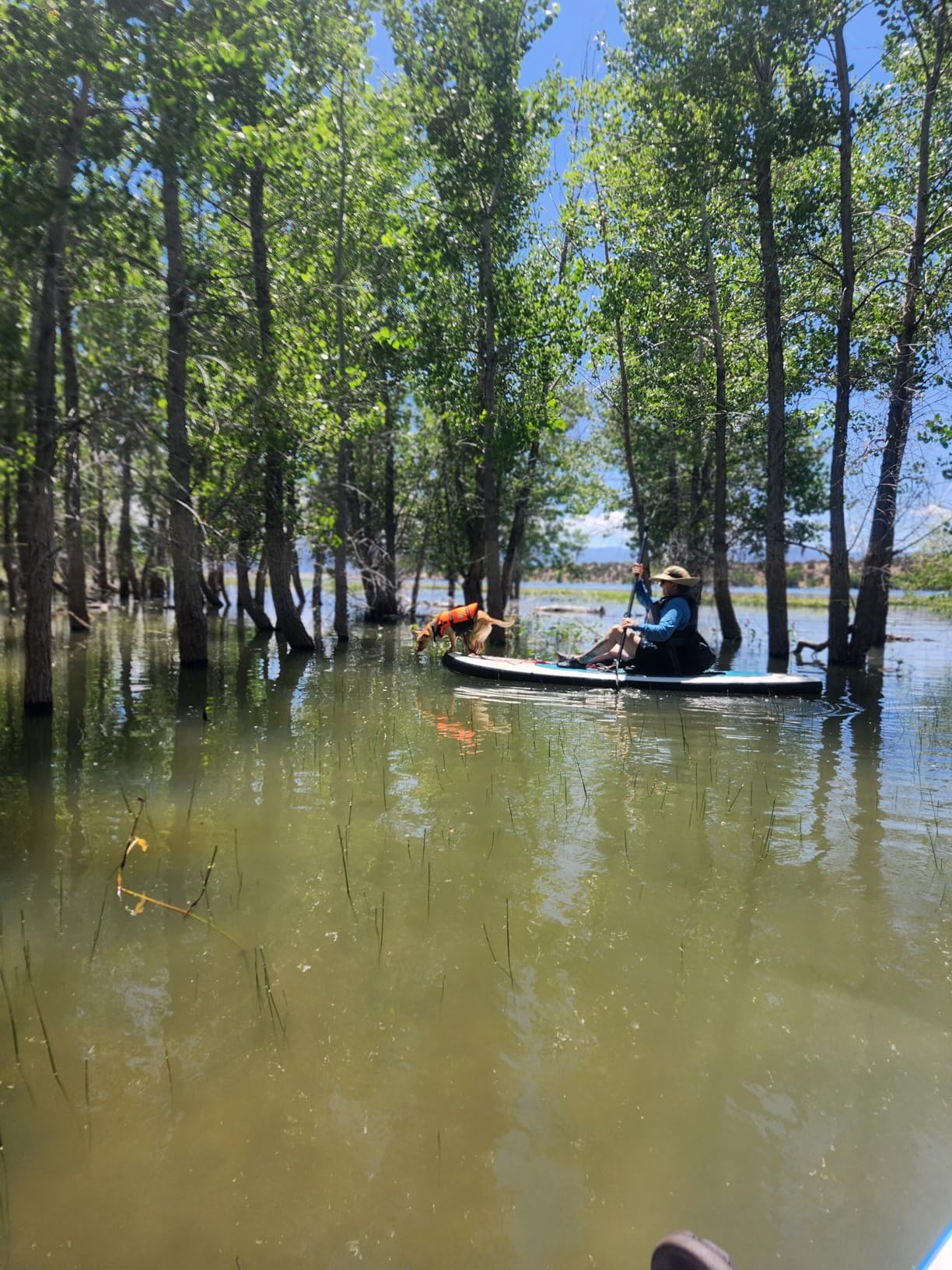 JAYEGT Kayak Seat Deluxe Padded Back Canoe Seat with Back Support ，SUP Paddle Board Seats Fishing Seat for Universal Sit with Detachable Storage Bag and 4 Adjustable Straps. - Customer Photo 2