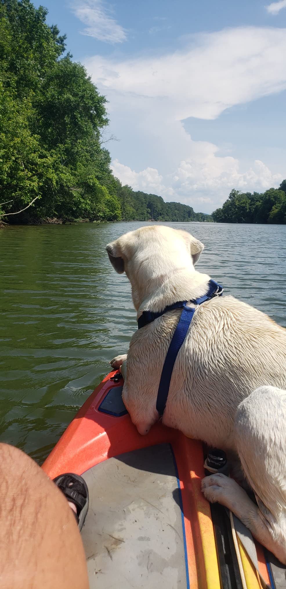 Perception Hi Life 11 | Sit on Top Kayak for Adults | Hybrid SUP Stand up Paddle Board Kayak | 11' Customer Review Perception Hi Life 11 | Sit on Top Kayak for Adults | Hybrid SUP Stand up Paddle Board Kayak | 11' - Customer Photo 1