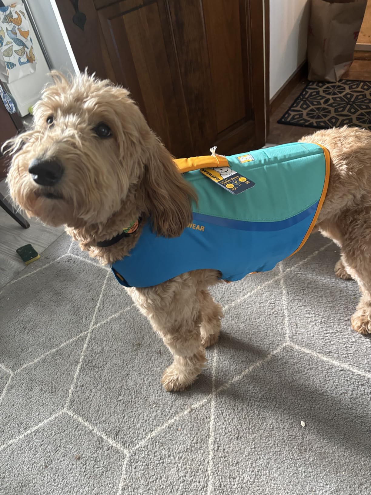 Ruffwear, Float Coat Dog Life Jacket, Premium Buoyancy Swim Vest with Lift Handle, Secure Fit & Reflective Trim, Adjustable Flotation for Swimming, Boating, & Outdoor Adventures - Customer Photo 1