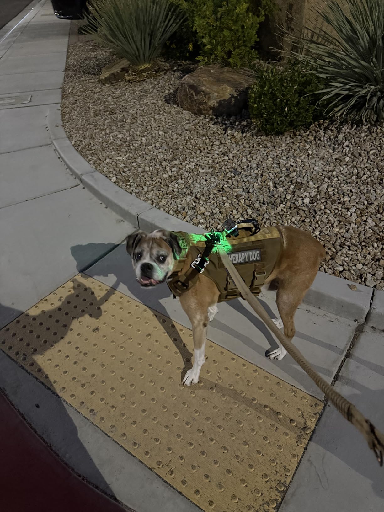 Guardian Angel Micro Series Safety Lights, Beacon Device (Red Front & Green Rear) | Rechargeable, Magnetic & Hands-Free Wearable LED Light for Dog Walking, Cycling, Camping & Kayak - Customer Photo 2